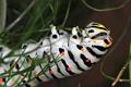 papilio hospiton chenille 3